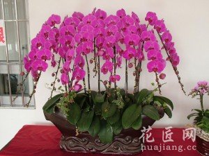 蝴蝶兰的养殖方法