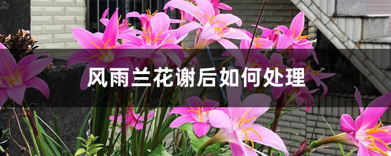 风雨兰花谢后如何处理