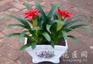 鸿运当头的养殖方法