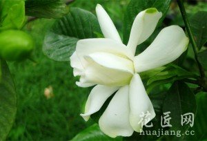 栀子花的养殖方法