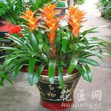 鸿运当头怎么养