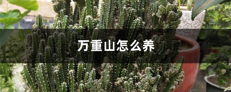 万重山怎么养