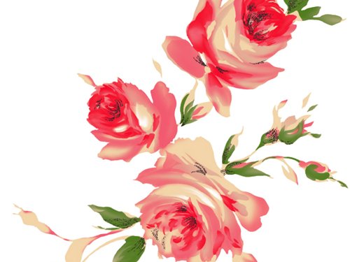 牡丹花