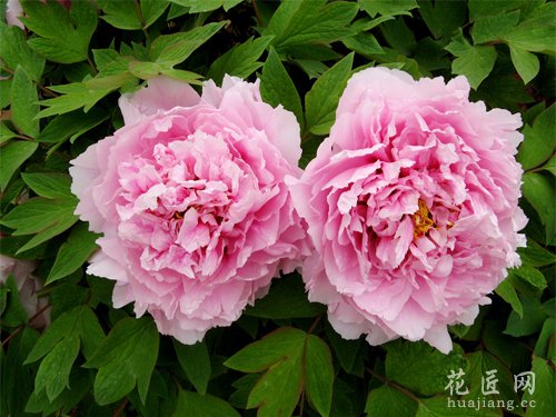 牡丹花