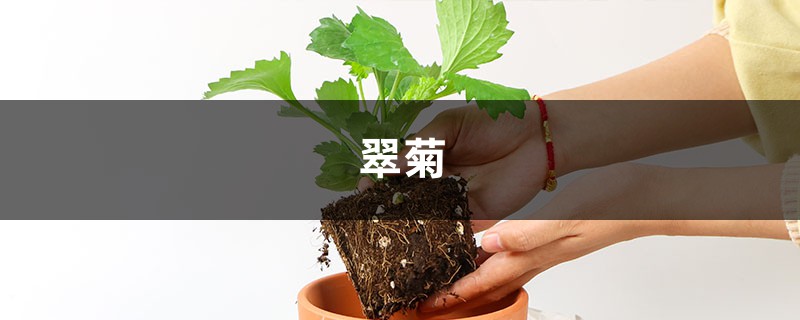 翠菊怎么施肥，这样做夏秋花朵开不停！