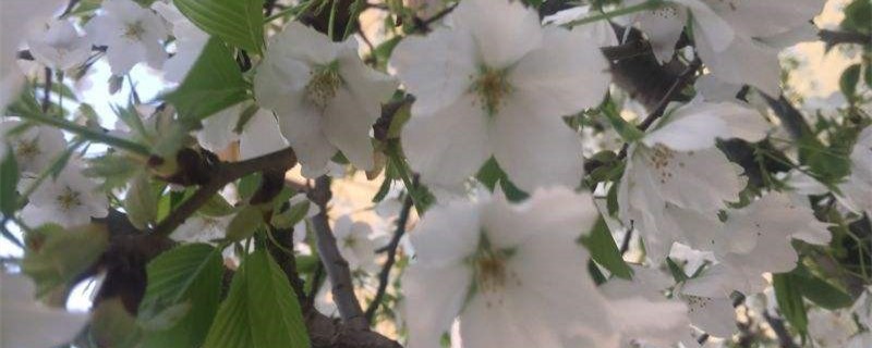 大岛樱的养殖方法