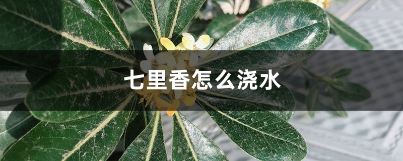 七里香怎么浇水