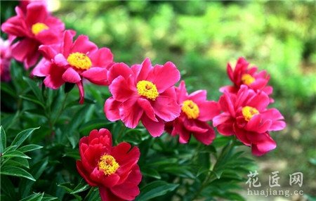 芍药,芍药花,修剪