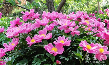 芍药