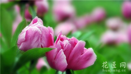 芍药,开花,影响