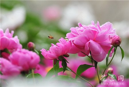 芍药,疏蕾
