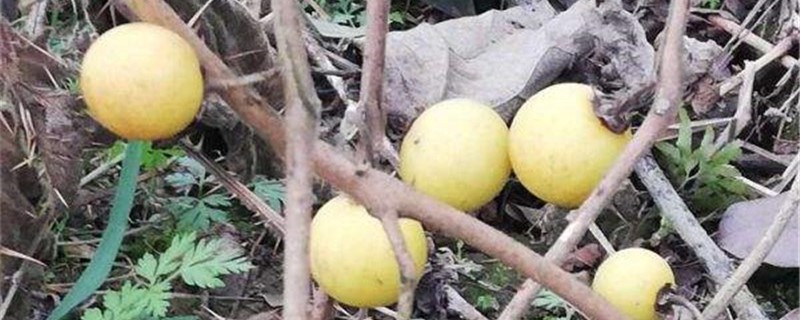黄果茄的养殖方法