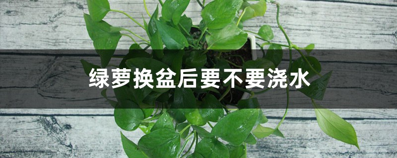 绿萝换盆后要不要浇水