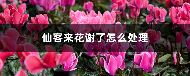 仙客来花谢了怎么处理