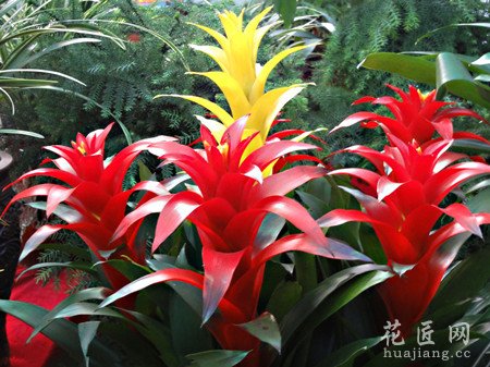 凤梨花的养护