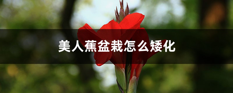 美人蕉盆栽怎么矮化