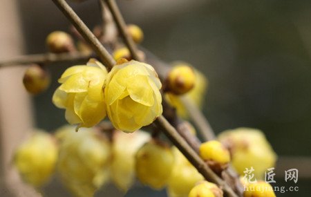 腊梅的栽培技术
