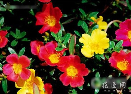 太阳花的种植技术