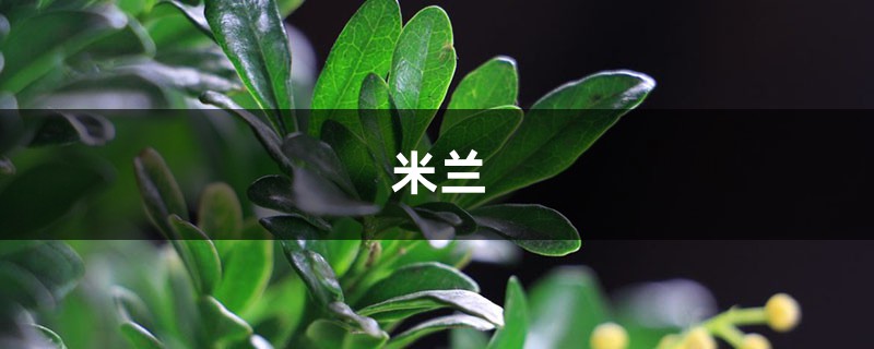 米兰花怎么浇水，这样浇就是比别人的香！