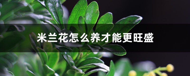 米兰花怎么养才能更旺盛