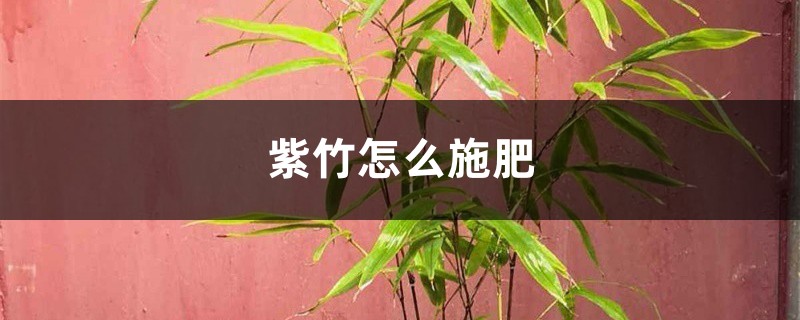紫竹怎么施肥