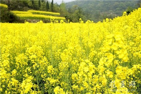 油菜花的栽培技术