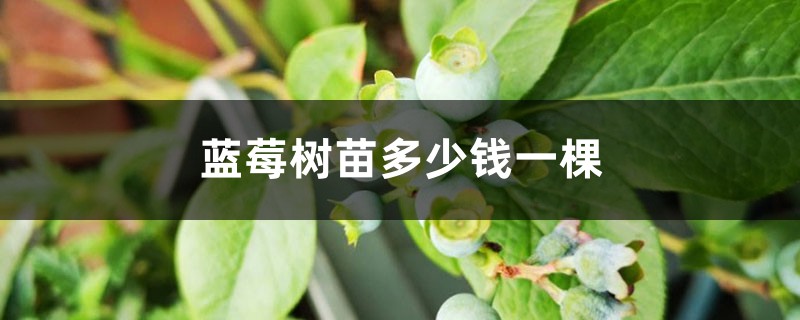 蓝莓树苗多少钱一棵（种苗多少钱一棵）