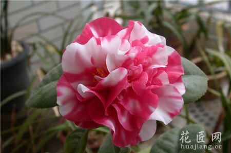 山茶花的栽培技术,山茶花