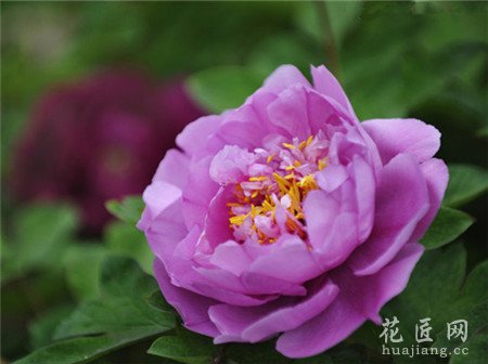 牡丹花的繁殖方法,牡丹花