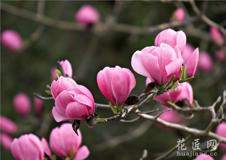 木兰,木兰花,木兰花的栽培技术