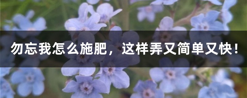 勿忘我怎么施肥，这样弄又简单又快！