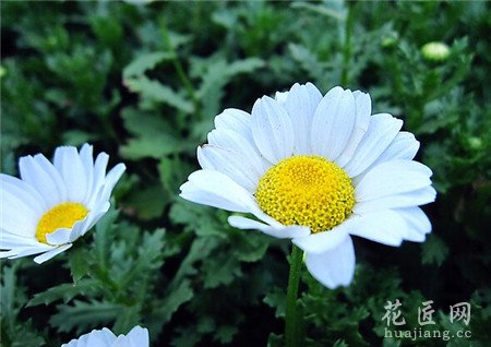 雏菊,盆栽