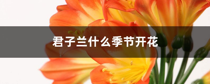 君子兰什么季节开花，君子兰开花时间