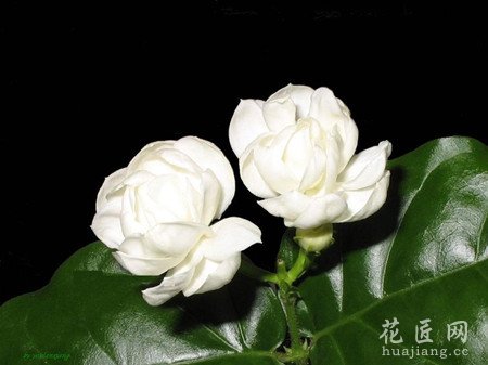 茉莉