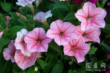 矮牵牛
