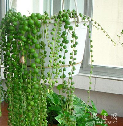 珍珠吊兰的繁殖方式