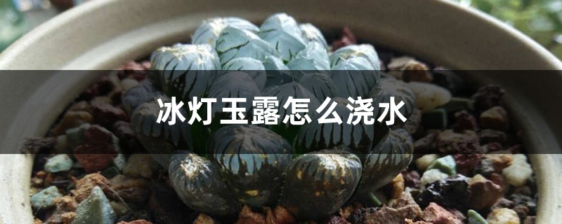 冰灯玉露怎么浇水