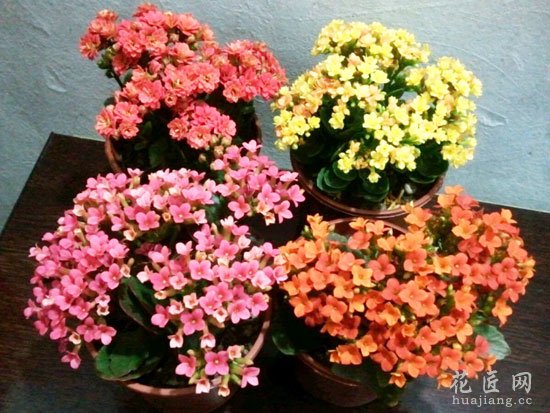 长寿花花期多长