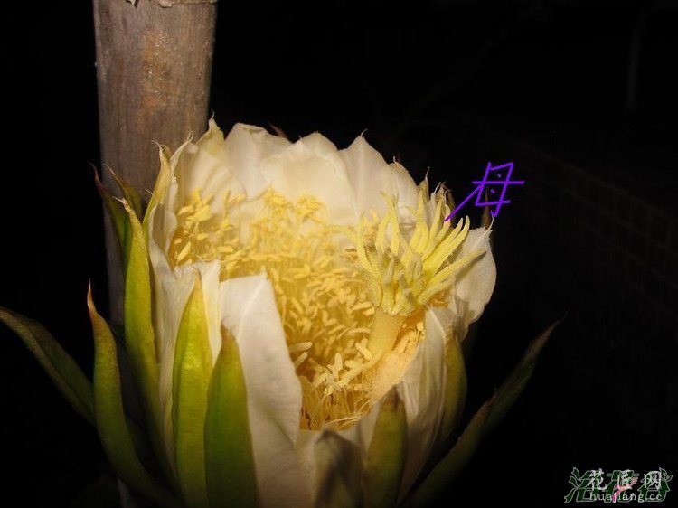 火龙果人工授粉方法(图)