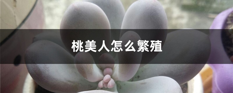 桃美人怎么繁殖