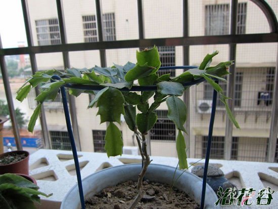 蟹爪兰为什么要嫁接
