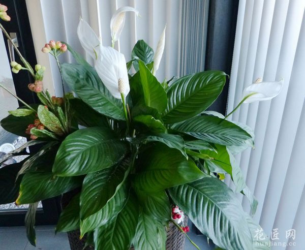 白掌的养殖方法(花友总结)