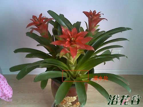 凤梨花怎么养