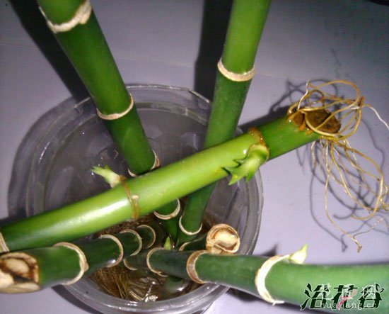 富贵竹发芽后怎么办