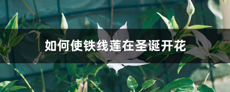 如何使铁线莲在圣诞开花