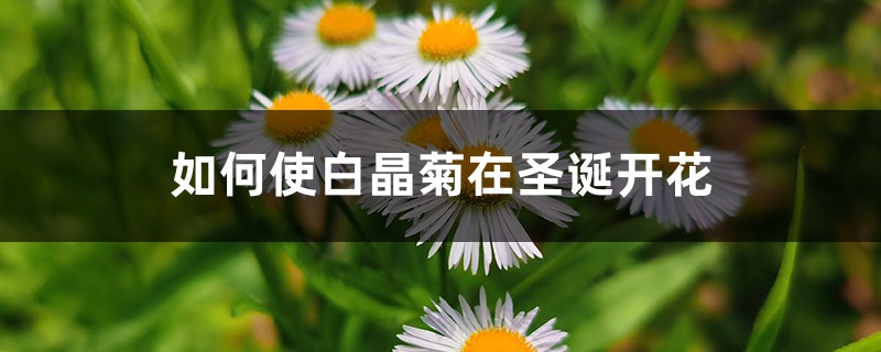 如何使白晶菊在圣诞开花