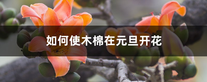 如何使木棉在元旦开花