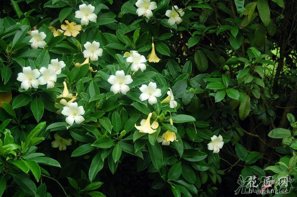 非洲茉莉什么时候开花