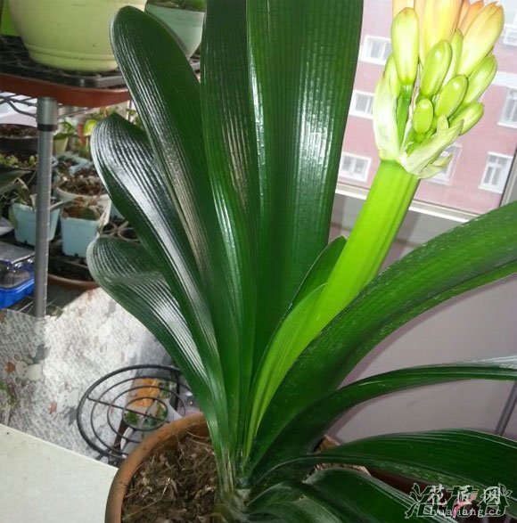 君子兰夏季养护
