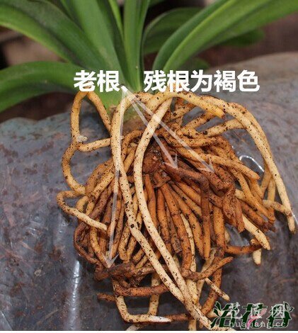 君子兰换土(花友经验版)